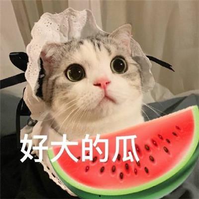 娱乐吃瓜君五条喵